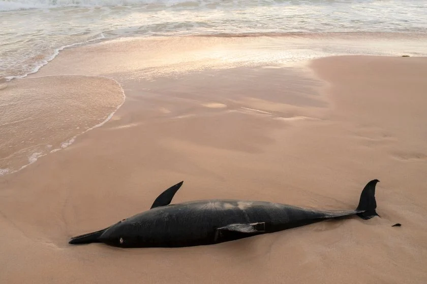 Dead Dolphin on Beach