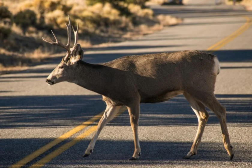 Deer Crossing Road