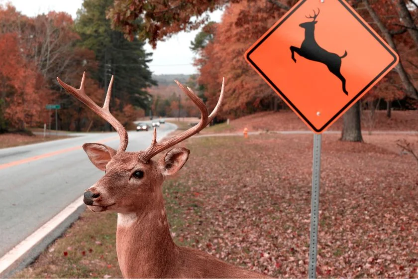 Deer Crossing Road