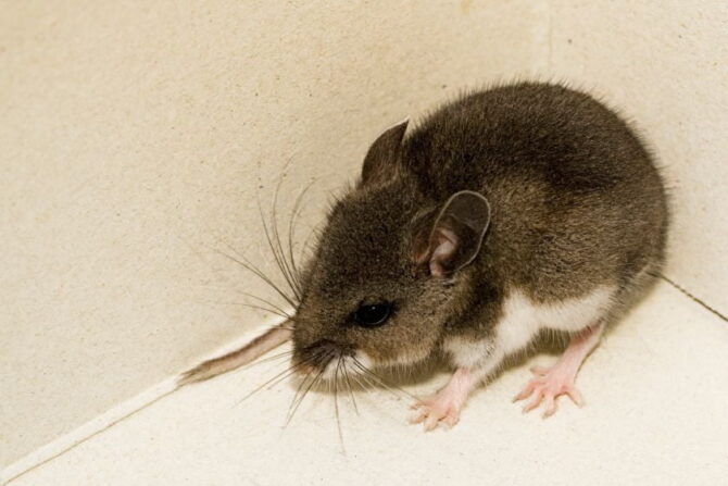 Deer Mouse (Peromyscus maniculatus)