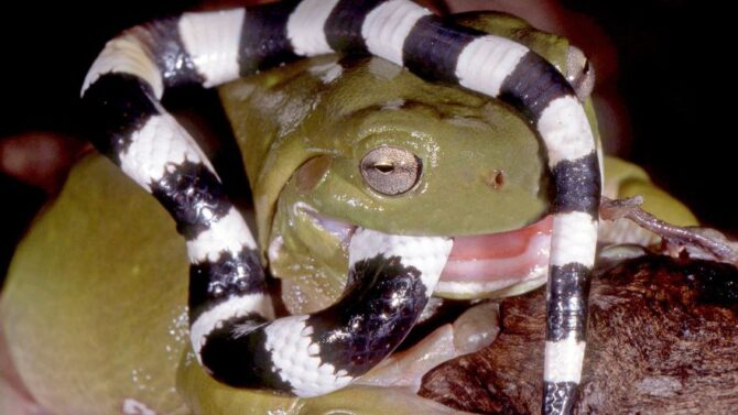 Do Frogs Eat Snakes? (Species of Frogs That Eat Snakes)