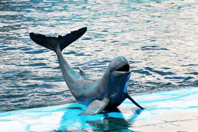 Dolphin Show Out of Water in Aquarium