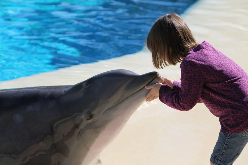Dolphin out of Pool Socializing with Little Girl