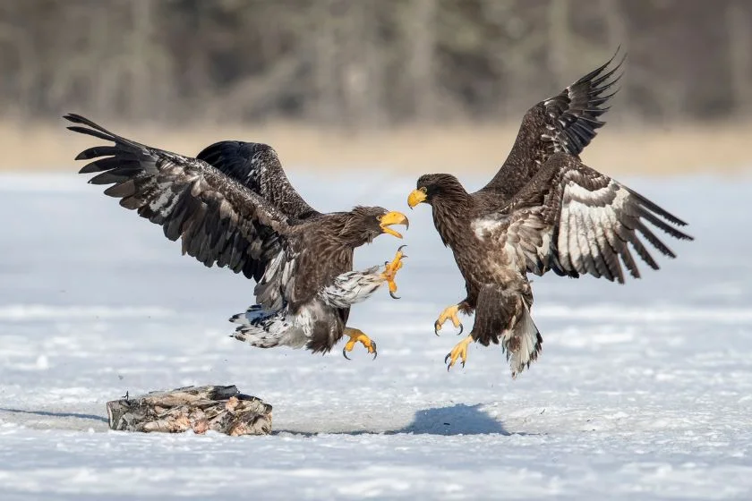 Eagles Fighting
