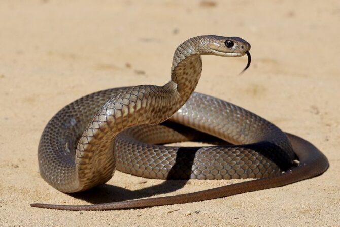 Eastern Brown Snake (Psuedonaja textilis)