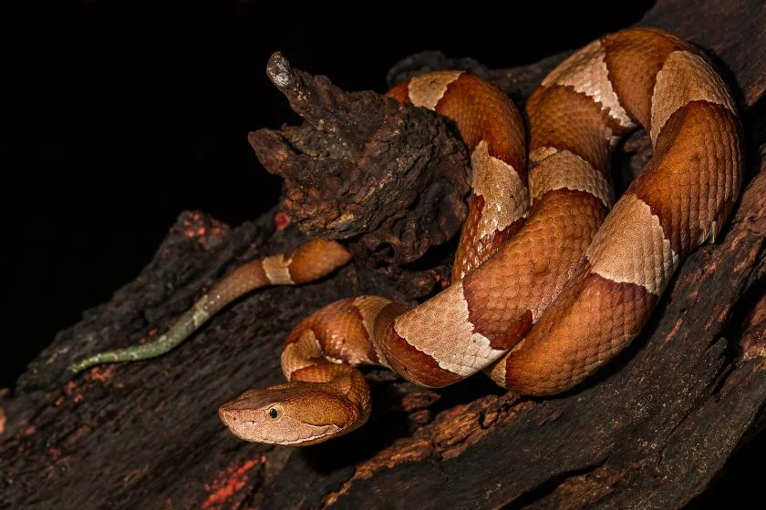 Eastern Copperhead Snake (Agkistrodon contortix) on Log