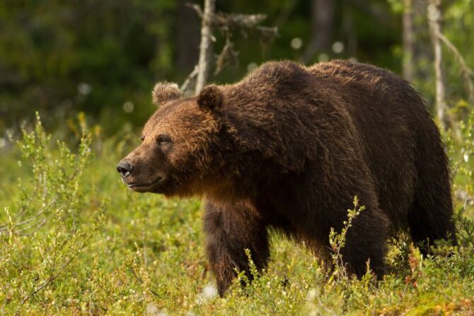 Eurasian Brown Bear (Ursus arctos arctos) in the Wild