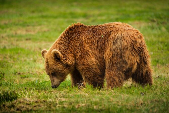 European Brown Bear (Ursus arctos arctos)