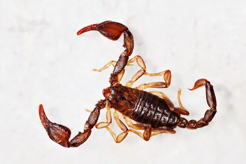 European Yellow-tailed Scorpion (Euscorpius flavicaudis)
