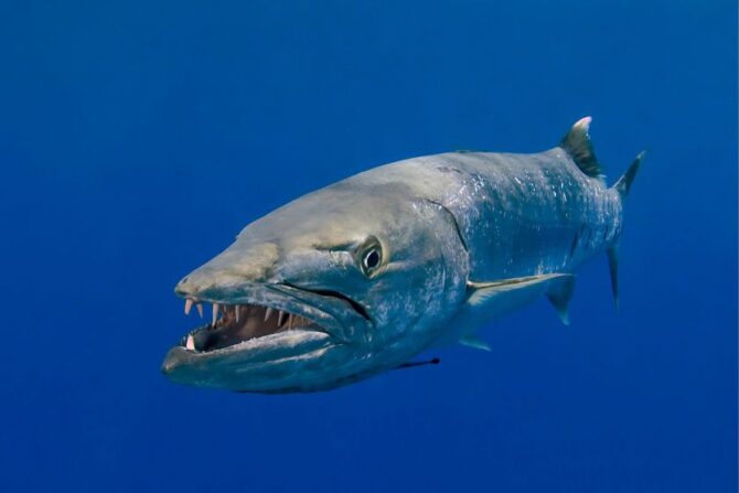 Fearsome Barracuda (Sphyraenidae) Underwater with Razor-Sharp Teeth