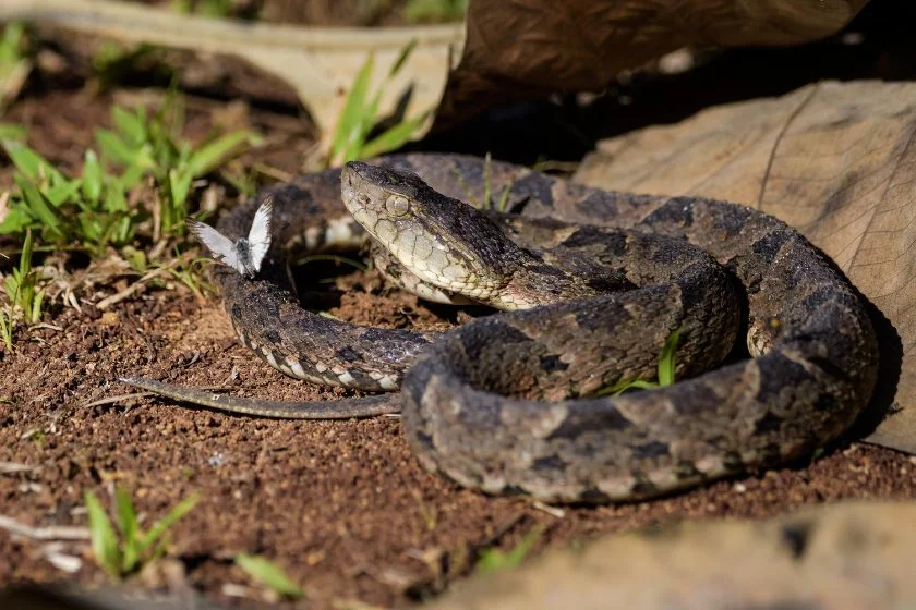 Fer de Lance Snake (Bothrops asper)