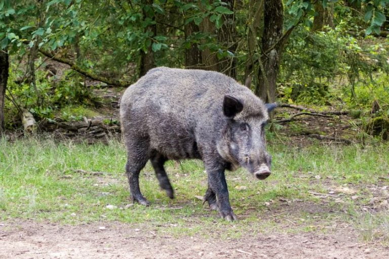 10 Most Dangerous Animals In Oklahoma (Some Are Deadly)