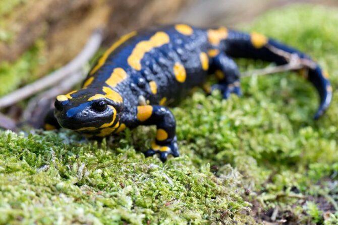 Fire Salamander (Salamandra salamandra)