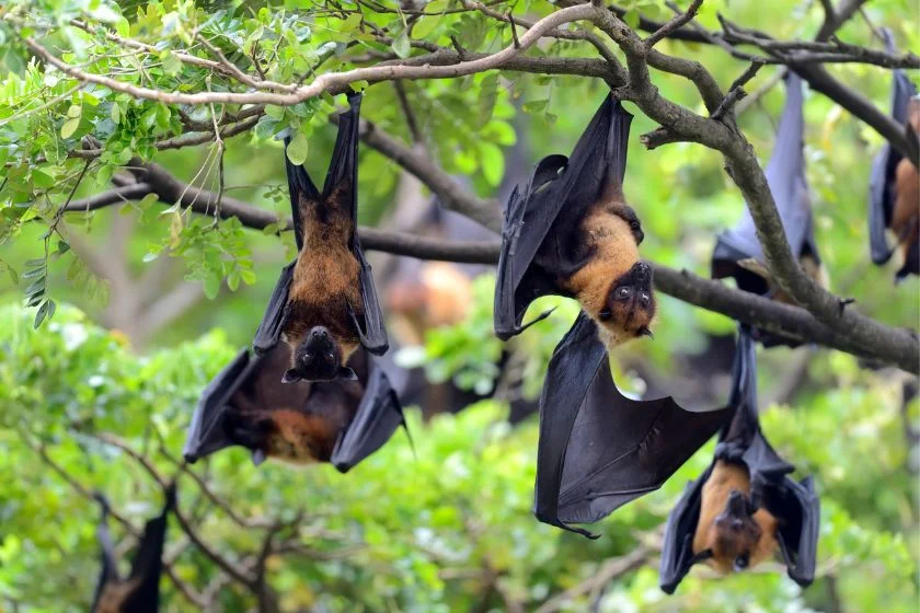 Flying Foxes (Pteropus) Hanging Down on Tree