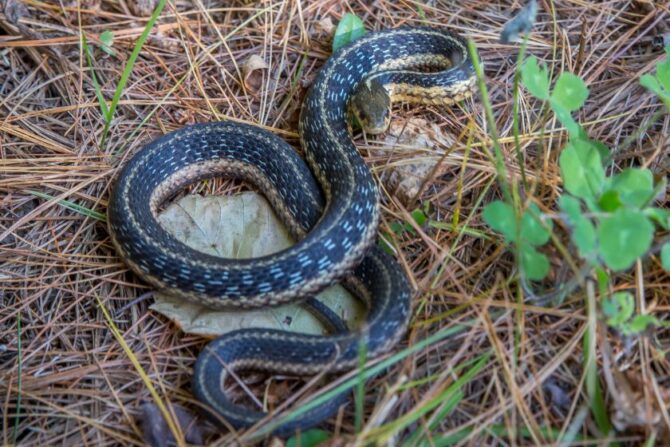 Garter Snake (Theosophies sirtalis)