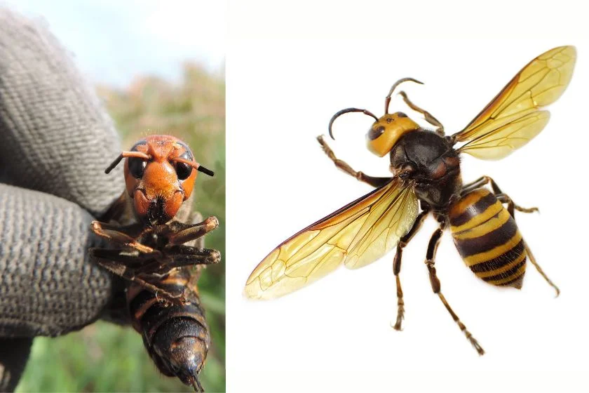 Giant Asian Hornet (Vespa mandarinia)