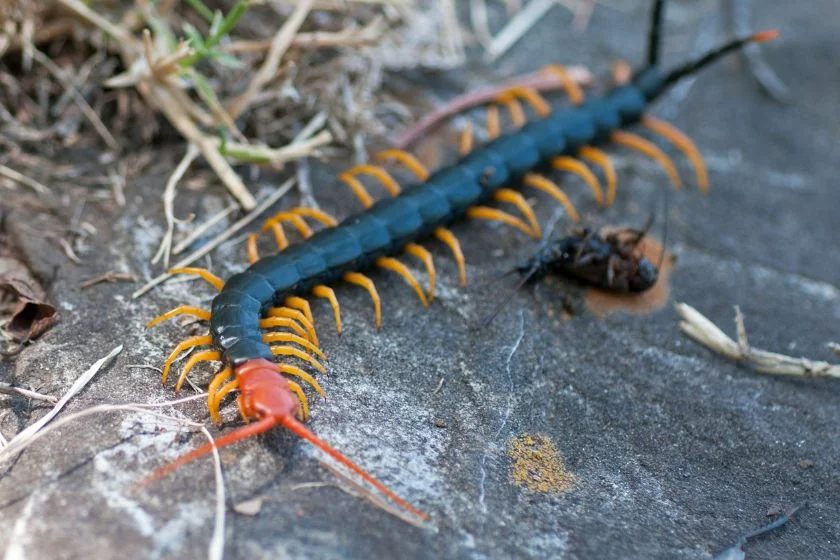 Giant Desert Centipede (Scolopendra heros)