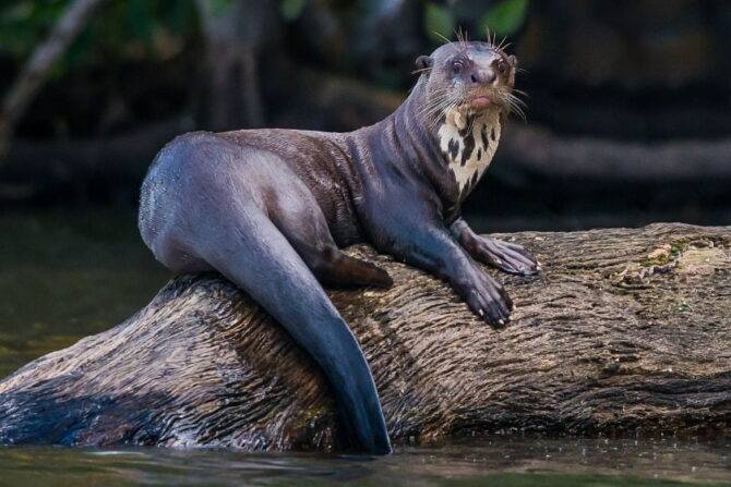 Giant Otter (Pteronura brasiliensis)