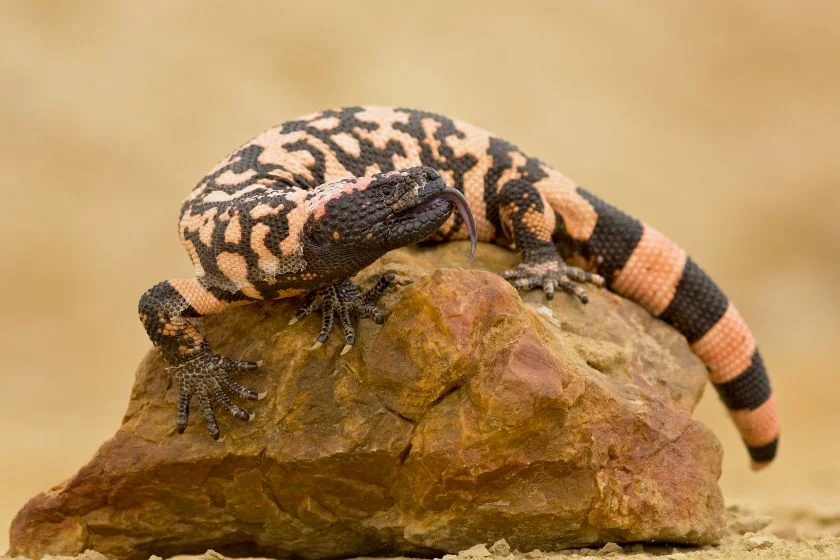 Gila Monster (Heloderma suspectum)