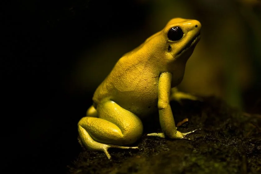 Golden Poison Dart Frog (Dendrobatidae)