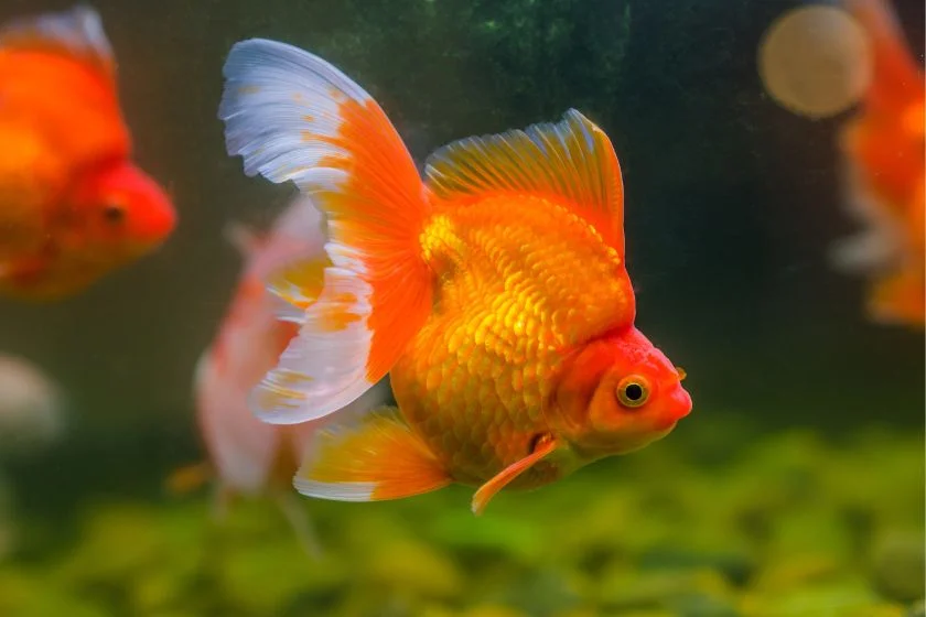 Goldfish Swimming Underwater