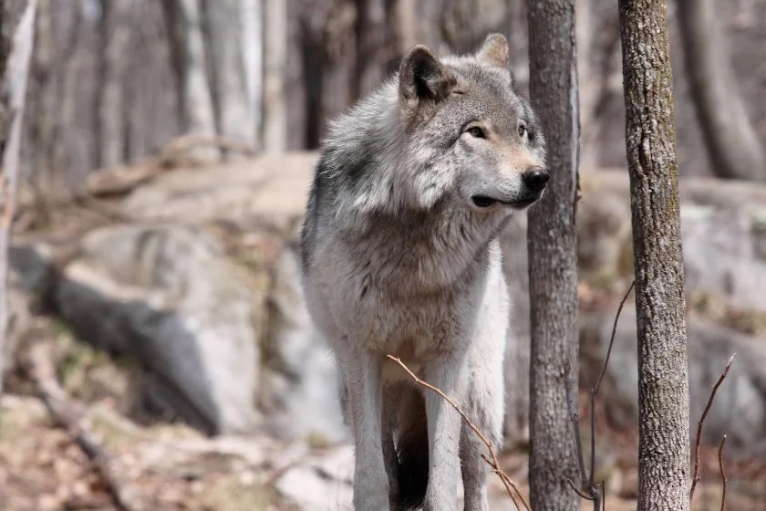 Gray Wolf (Canis lupus) also Timber Wolf in the Woods