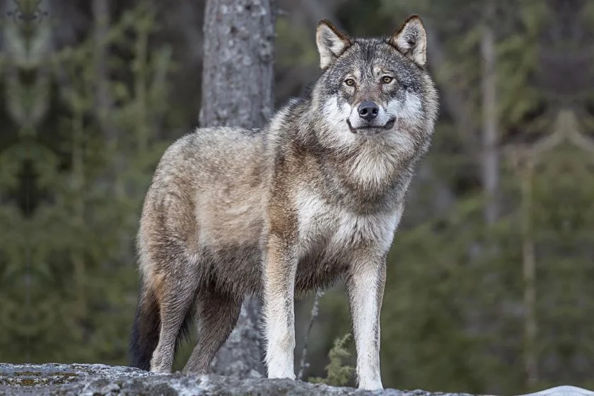 Gray Wolf (Canis lupus) in the Wild