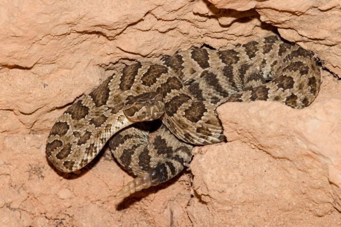Great Basin Rattlesnake (Crotalus atrox)