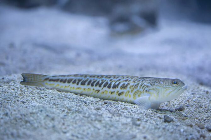 Greater Weever Fish (Trachinus draco)