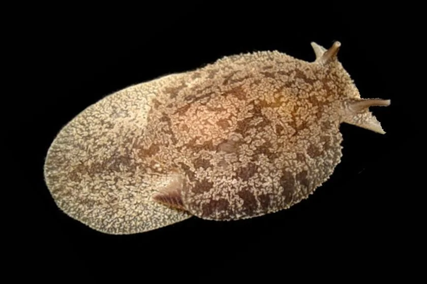 Grey Side-gilled Sea Slug (Pleurobranchaea maculata)