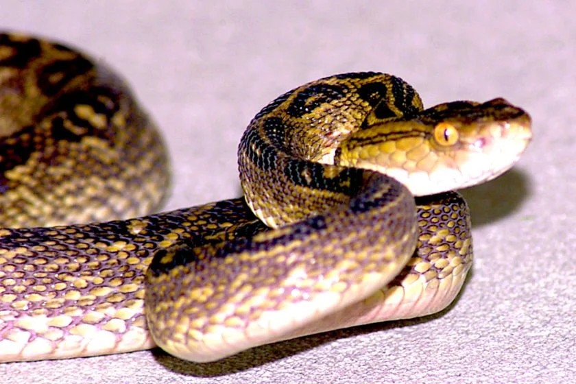Habu Snake (Protobothrops flavoviridis)