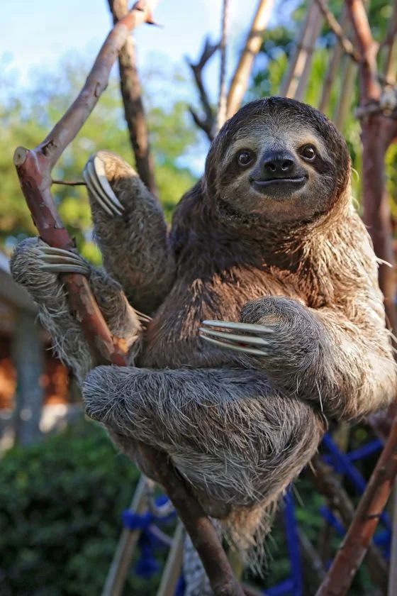 Happy Sloth on Branch