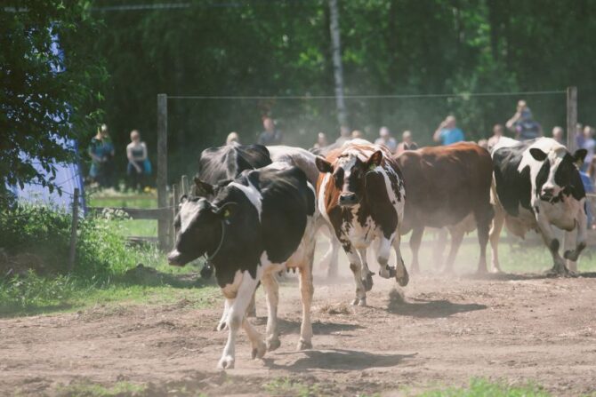 A Herd of Cows Running Across Field Kicking Up Dust