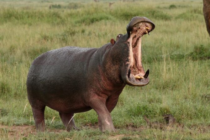 Hippopotamus (Hippopotamus amphibius) Standing on Grass with Wide Open Mouth