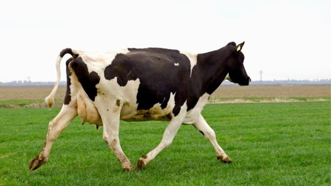 How Fast Can A Cow Run Can A Human Outrun A Cow 
