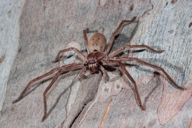 Huntsman Spider (Sparassidae) Resting on Tree Limb