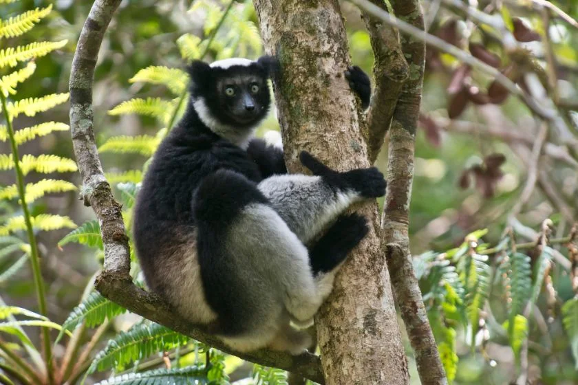 Indri (Indri indri) Up Close Sitting on Branch
