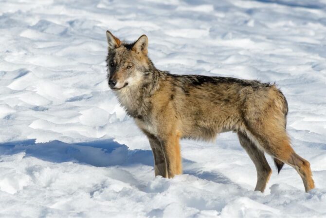 Italian Wolves (Canis lupus italicus)