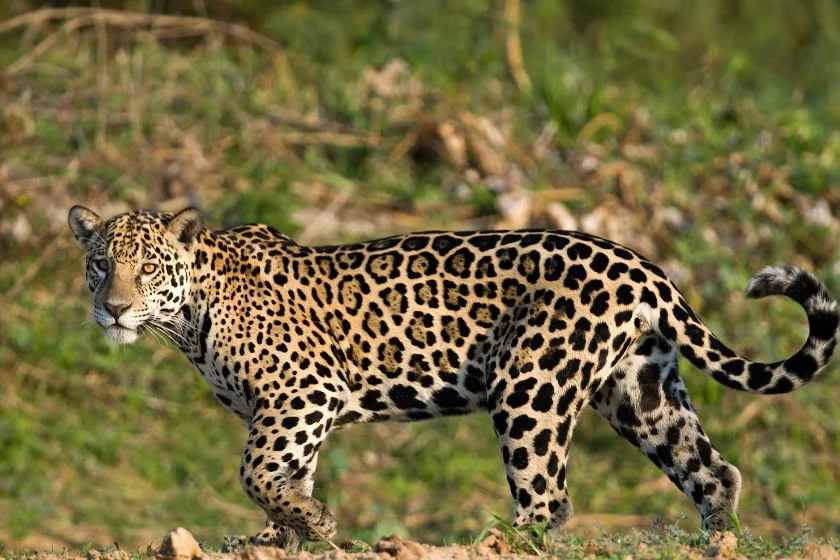 Jaguar (Panthera onca)