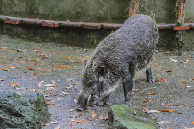 Japanese Boar (Sus scrofa)