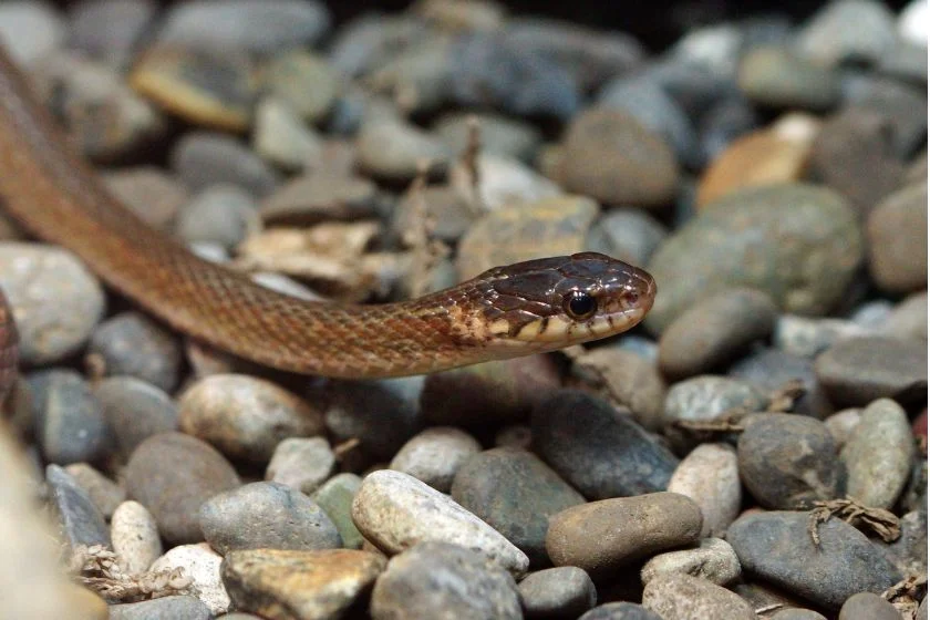 Japanese Keelback Snake (Amphiesma vibakari)