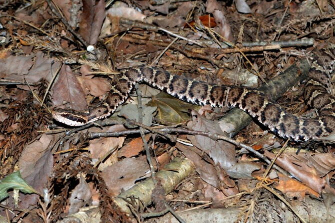 Japanese Mamushi Snake (Gloydius blomhoffii)