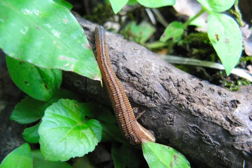 Japanese Mountain Leech (Haemadipsa zeylanica)