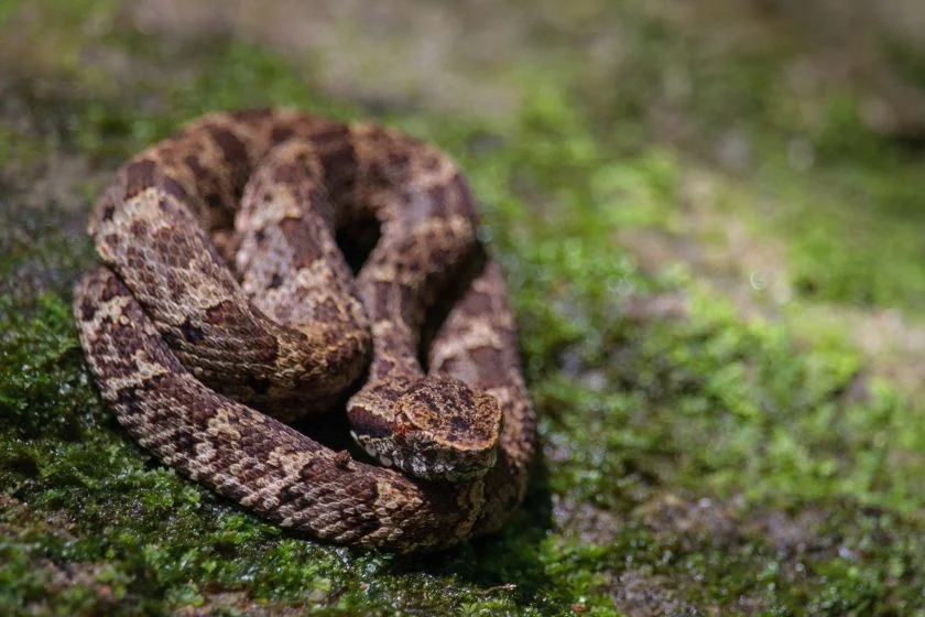 Japanese Pit Viper (Mamushi) (Gloydius blomhoffii)