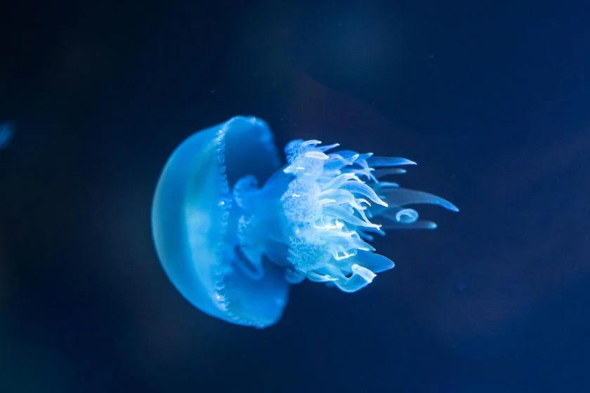 Jellyfish (Aurelia)