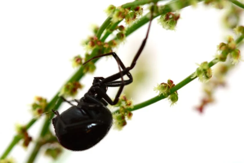 Katipo Spider (Lactrodectus katipo)