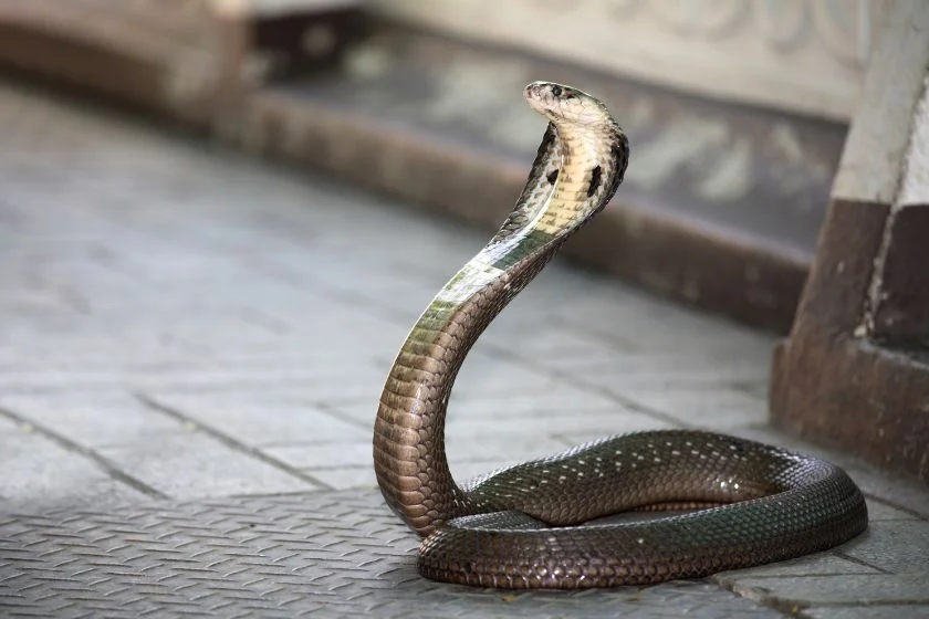 King Cobra Snake (Ophiophagus hannah) Standing
