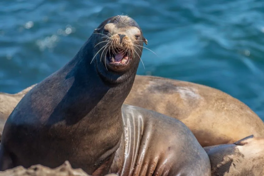 Large Sea Lion (Phocarctos hookeri)