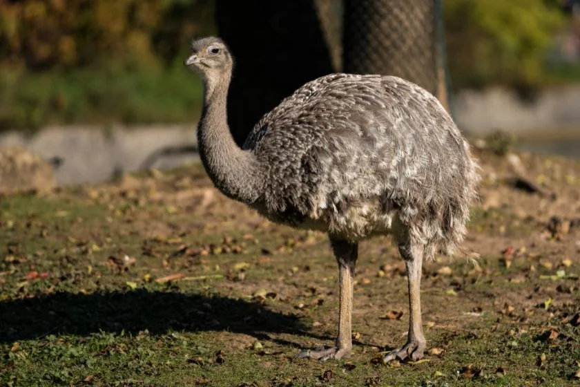 Lesser Rhea (Rhea pennata)