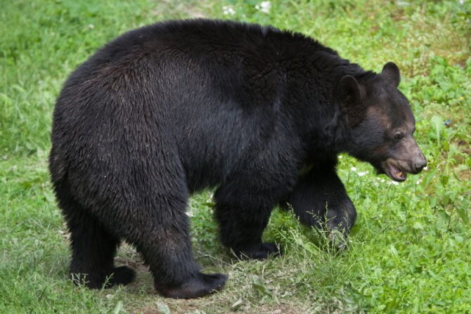 Louisiana Black Bear (Ursus americanus luteolus)